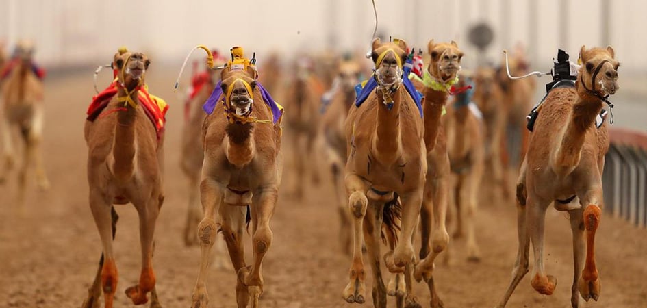 Camel Racing: The multi-million dollar industry mixing modernity and ...