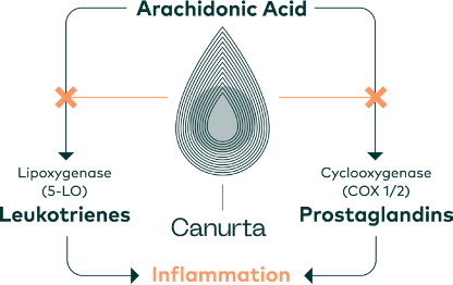 Cannflavin A, B and canniprene have been proven in virtro to inhibit key pro-inflammatory molecules on the leukotrienes and prostaglandins pathways, shutting down inflammation at its source. Canurta will now look to validate these findings in vivo for the development of natural products, cosmeceuticals and pharmaceutical ingredients that benefit human and animal health.